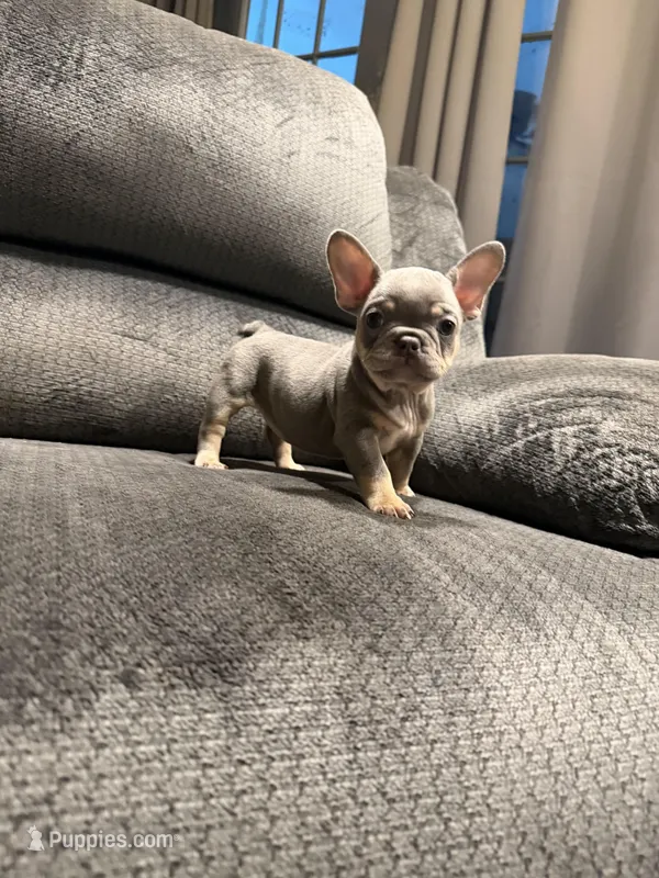 Pretty Girl – French Bulldog puppy for sale in Mesa, AZ