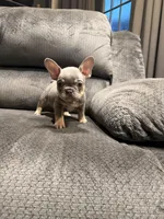 Pretty Girl, a female French Bulldog for sale in Mesa, AZ – Photo 3 of 6