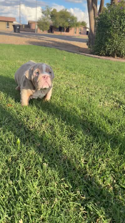 Lilac merle boy, a male English Bulldog for sale in Mesa, AZ – 3 of 5
