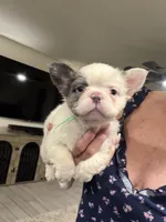 Fluffy Aqua , a male French Bulldog for sale in Mesa, AZ – 1 of 6