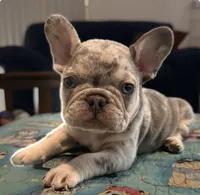 Merle blue, a male French Bulldog for sale in Mesa, AZ – 1 of 3