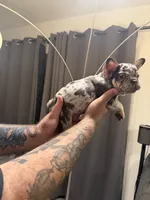 Red, a male French Bulldog for sale in Mesa, AZ – 2 of 4