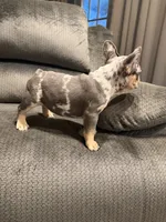 Black merle girl, a female French Bulldog for sale in Mesa, AZ – 6 of 7