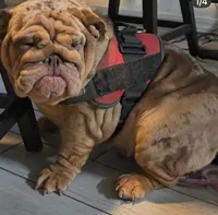 Choc Boy, a male English Bulldog for sale in Mesa, AZ – 3 of 7