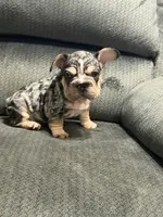 Velvet black Merle boy, a male French Bulldog for sale in Mesa, AZ – 4 of 8