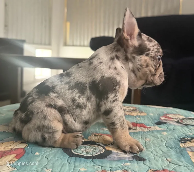 Merle black – French Bulldog puppy for sale in Mesa, AZ