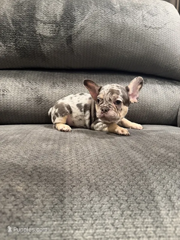 Red – French Bulldog puppy for sale in Mesa, AZ
