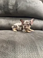 Red, a male French Bulldog for sale in Mesa, AZ – 1 of 4
