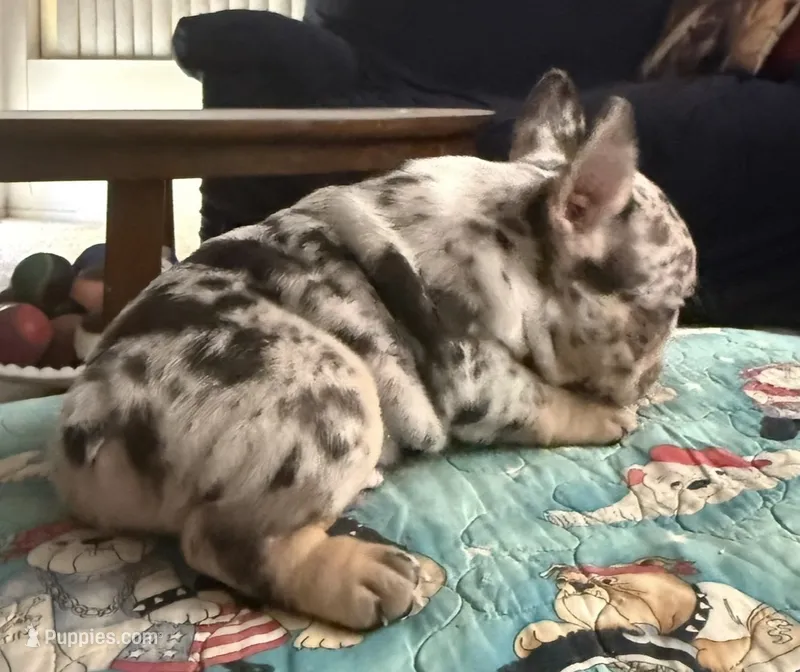 Black Merle  – French Bulldog puppy for sale in Mesa, AZ