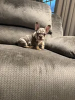Black merle girl, a female French Bulldog for sale in Mesa, AZ – 3 of 7