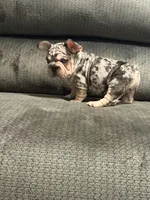 Velvet French Bulldog, a male French Bulldog for sale in Mesa, AZ – 2 of 7