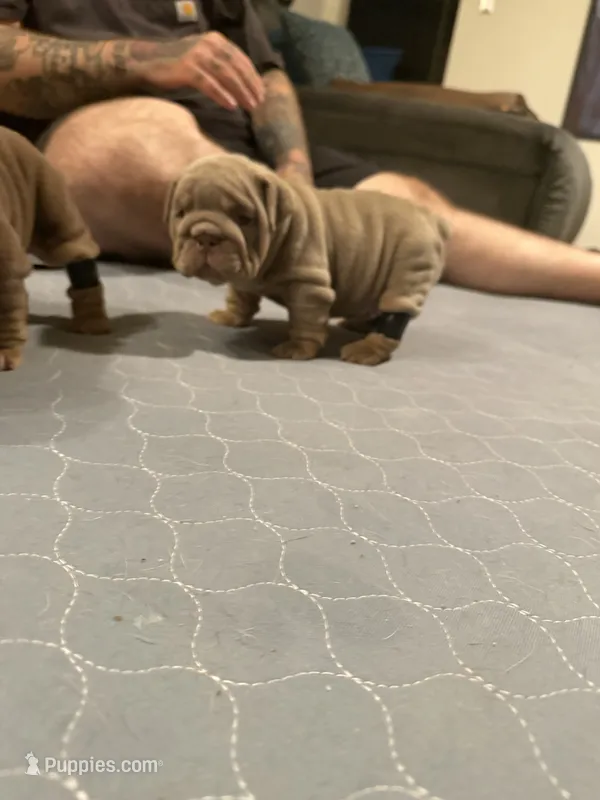 Lilac girl – English Bulldog puppy for sale in Mesa, AZ