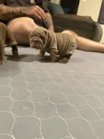 Lilac girl, a female English Bulldog for sale in Mesa, AZ – 1 of 6