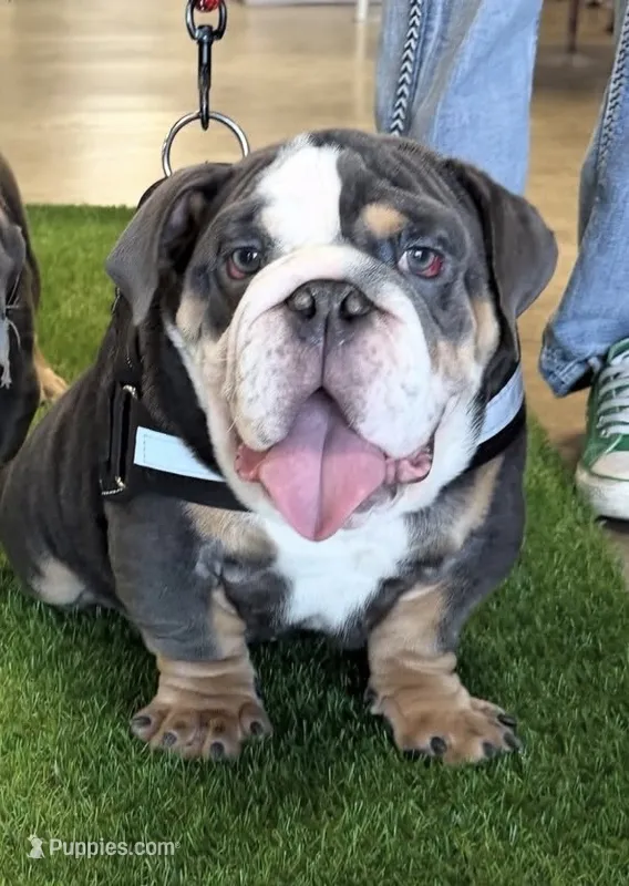 Blue tri – English Bulldog puppy for sale in Mesa, AZ