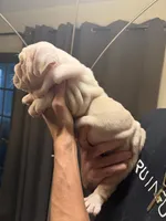 Boy1, a  English Bulldog for sale in Mesa, AZ – 5 of 6