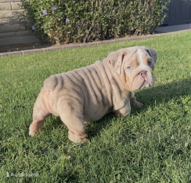 Lilac merle boy – English Bulldog puppy for sale in Mesa, AZ