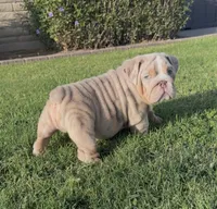 Lilac merle boy, a male English Bulldog for sale in Mesa, AZ – 1 of 5