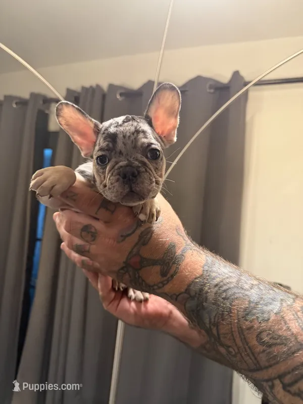 Black  – French Bulldog puppy for sale in Mesa, AZ
