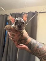 Black , a male French Bulldog for sale in Mesa, AZ – 2 of 5