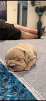 Lilac girl, a female English Bulldog for sale in Mesa, AZ – 6 of 6