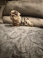 Sam, a male English Bulldog for sale in Mesa, AZ – Photo 7 of 9