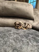 Sam, a male English Bulldog for sale in Mesa, AZ – Photo 6 of 9