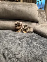 Sam, a male English Bulldog for sale in Mesa, AZ – Photo 9 of 9