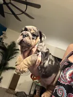 Sam, a male English Bulldog for sale in Mesa, AZ – Photo 3 of 9