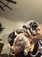 Sam, a male English Bulldog for sale in Mesa, AZ – Photo 4 of 9