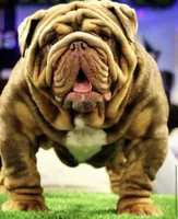 Sam, a male English Bulldog for sale in Mesa, AZ – Photo 8 of 9