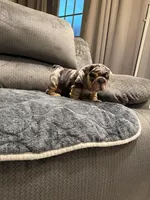 Sam, a male English Bulldog for sale in Mesa, AZ – Photo 5 of 9