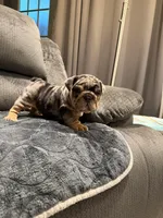 Sam, a male English Bulldog for sale in Mesa, AZ – Photo 2 of 9