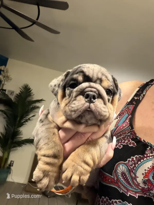 Sam – English Bulldog puppy for sale in Mesa, AZ