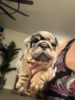 Sam, a male English Bulldog for sale in Mesa, AZ – Photo 1 of 9