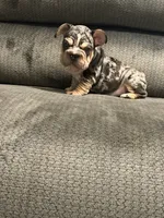 Velvet French Bulldog, a male French Bulldog for sale in Mesa, AZ – 4 of 7