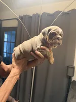 Girl2, a female English Bulldog for sale in Mesa, AZ – 2 of 6