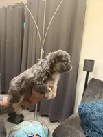 Fluffy Blue, a male French Bulldog for sale in Mesa, AZ – 2 of 4