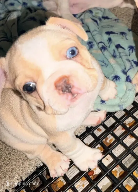 Blue eye cream – French Bulldog puppy for sale in Mesa, AZ