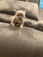 Fluffy Pink, a female French Bulldog for sale in Mesa, AZ – 4 of 5