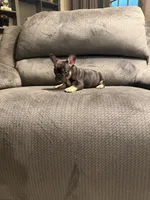 Blk tri girl, a female French Bulldog for sale in Mesa, AZ – 3 of 4