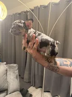 Green collar, a male French Bulldog for sale in Mesa, AZ – 2 of 5