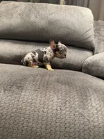Green collar, a male French Bulldog for sale in Mesa, AZ – 5 of 5