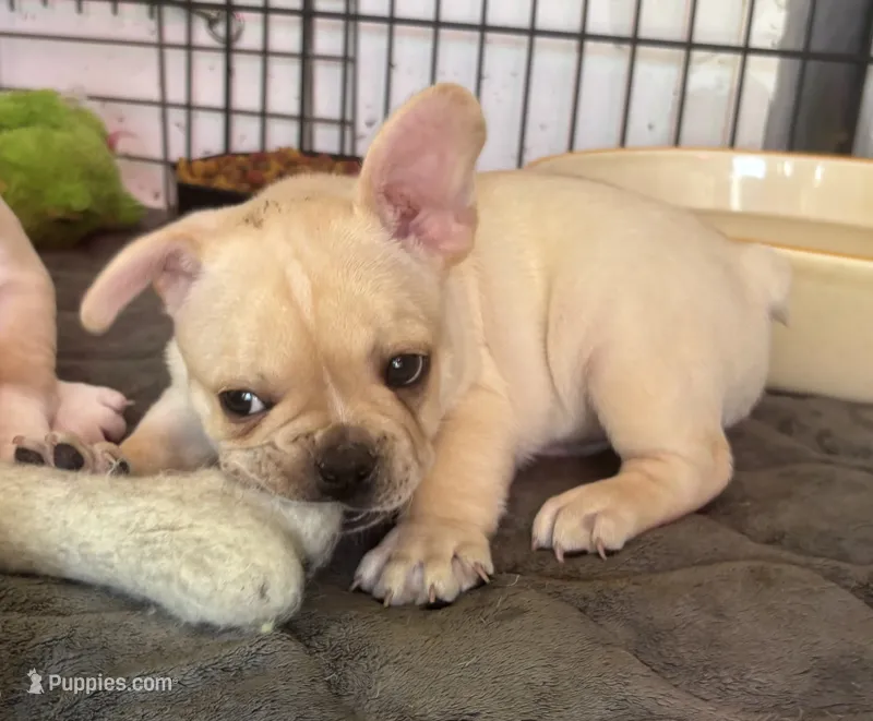 Cream male – French Bulldog puppy for sale in Mesa, AZ