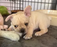 Cream male, a male French Bulldog for sale in Mesa, AZ – 1 of 4
