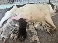 Black Merle , a male French Bulldog for sale in Mesa, AZ – 2 of 4