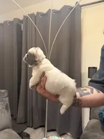 Fluffy Gray, a male French Bulldog for sale in Mesa, AZ – 6 of 6