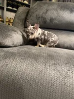 Black merle girl, a female French Bulldog for sale in Mesa, AZ – 5 of 7