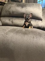 Blk tri female, a female French Bulldog for sale in Mesa, AZ – 5 of 5