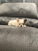Fluffy Aqua , a male French Bulldog for sale in Mesa, AZ – 6 of 6