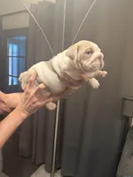 Girl3, a female English Bulldog for sale in Mesa, AZ – 2 of 5